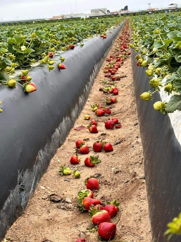 Candelaria sent this photo from Santa Maria where she is harvesting strawberries. She shares that recent rains have spoiled many berries so she has to sort and discard rotten berries as she harvests. #WeFeedYou