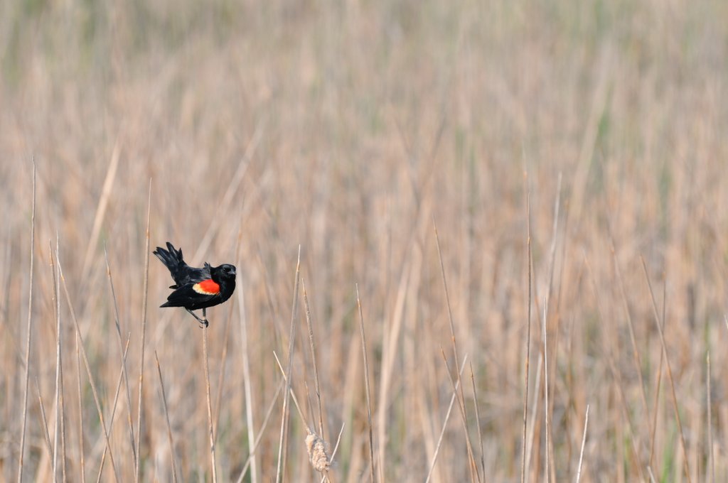 Male Red-winged #Blackbird lays claim to its patch of cattail marsh. That sight, and the piercing, iconic 'oh-ka-reeeee' song, epitomize spring for me!

#NorfolkCounty #birds #LakeErie