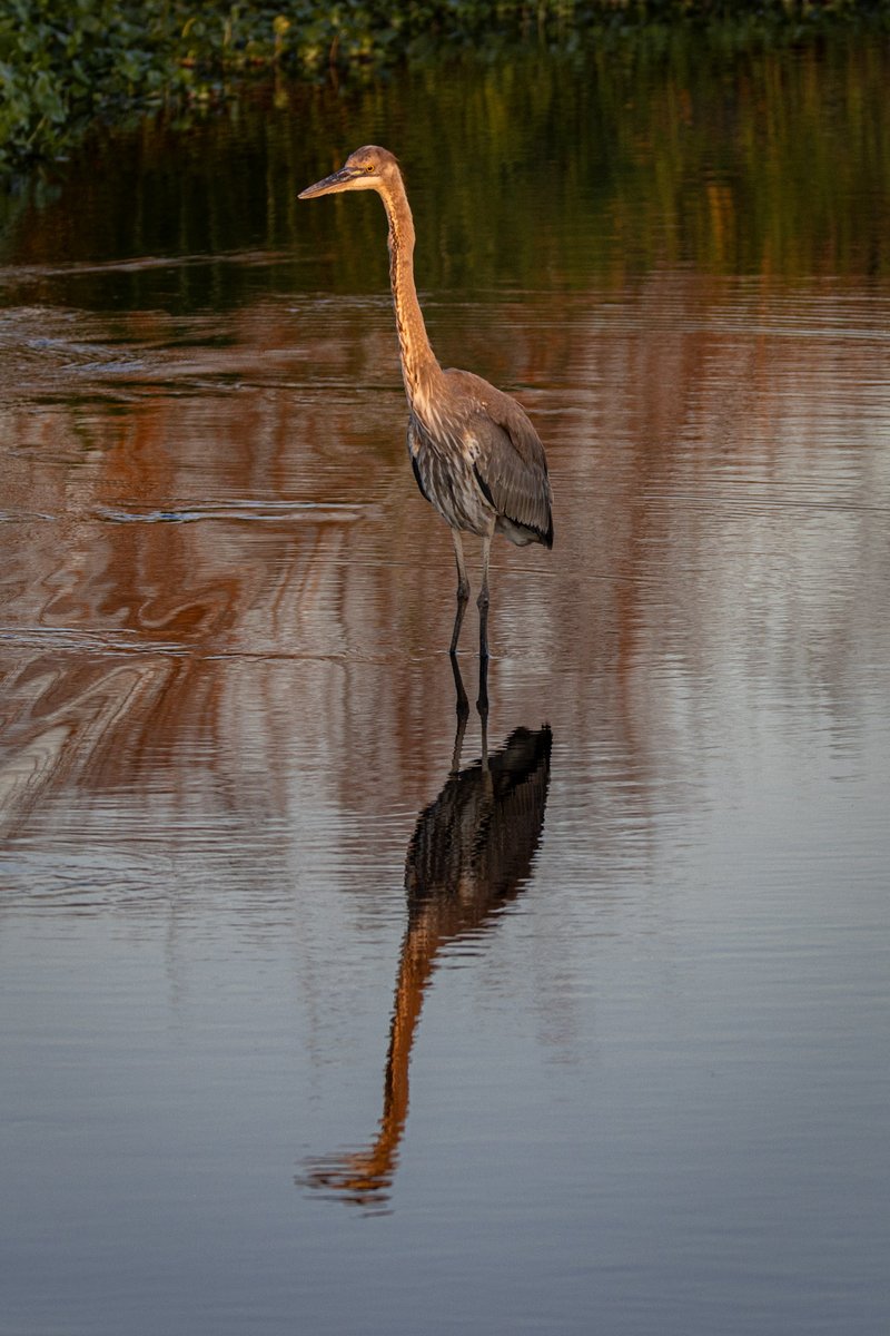 A great blue heron.