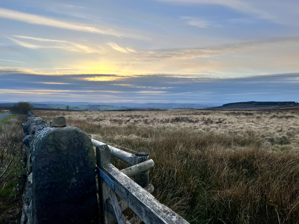 Early evening on Harewood moor and Beeley triangle - Gropper, Cuckoo, Stonechat, Wheatear, Curlew and drumming snipe. No Hobby yet @Derbyshirebirds @cockayne_simon @Mightychub @PeakDistrictNT