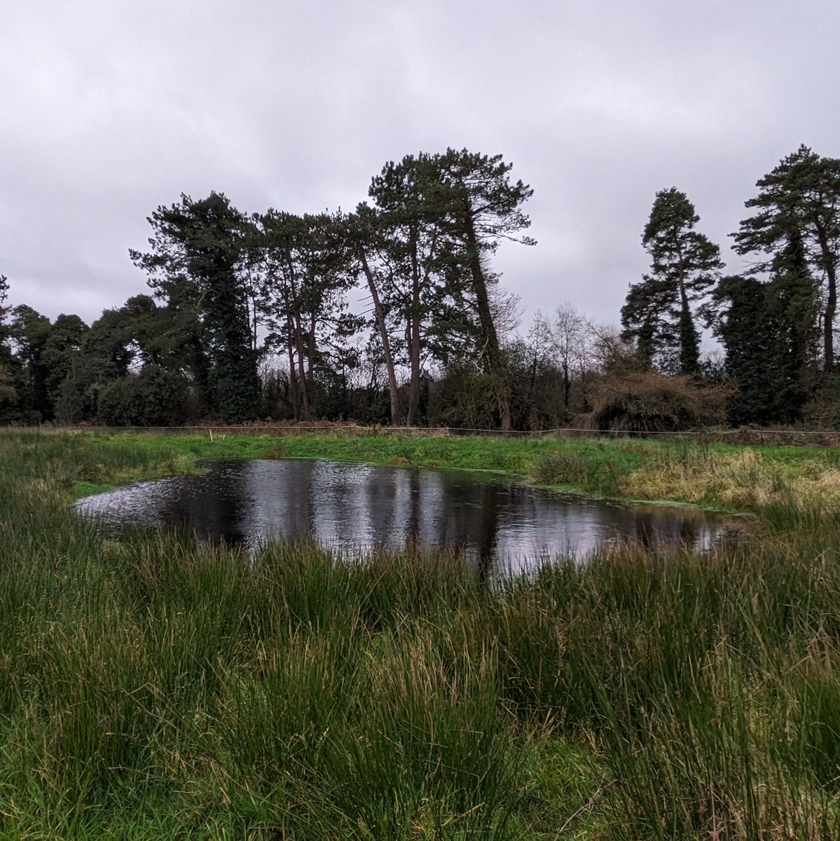 Recently, we captured this pretty moment on Jameina's farm as we embarked on planting a second wave of new hedges. #greenrestorationireland #farmcarboneip #hedges #hedgerowsmatters #agriculture #ireland #irishfarmers