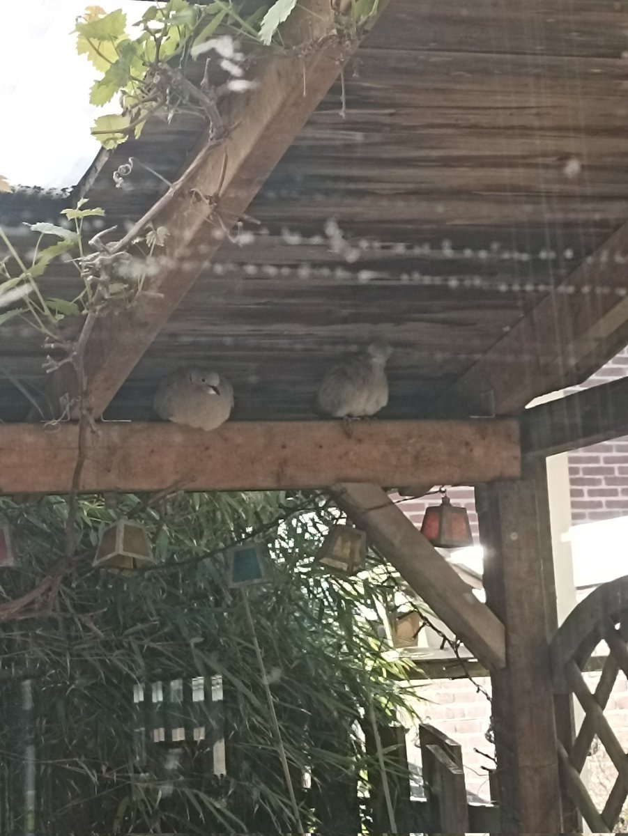 cockspan's tweet image. Met een sprintje naar de voerbak! Nr 2 ( de grote eter) komt meestal wat later. Kleine kan even zijn gang gaan😂🦔🦔.Onder het afdak houden mama tortel en jong, de twee in de gaten. Jong heeft al stukje gevlogen.#natuurindetuin @Egelbescherming #egel @beleefdelente @vogelnieuws