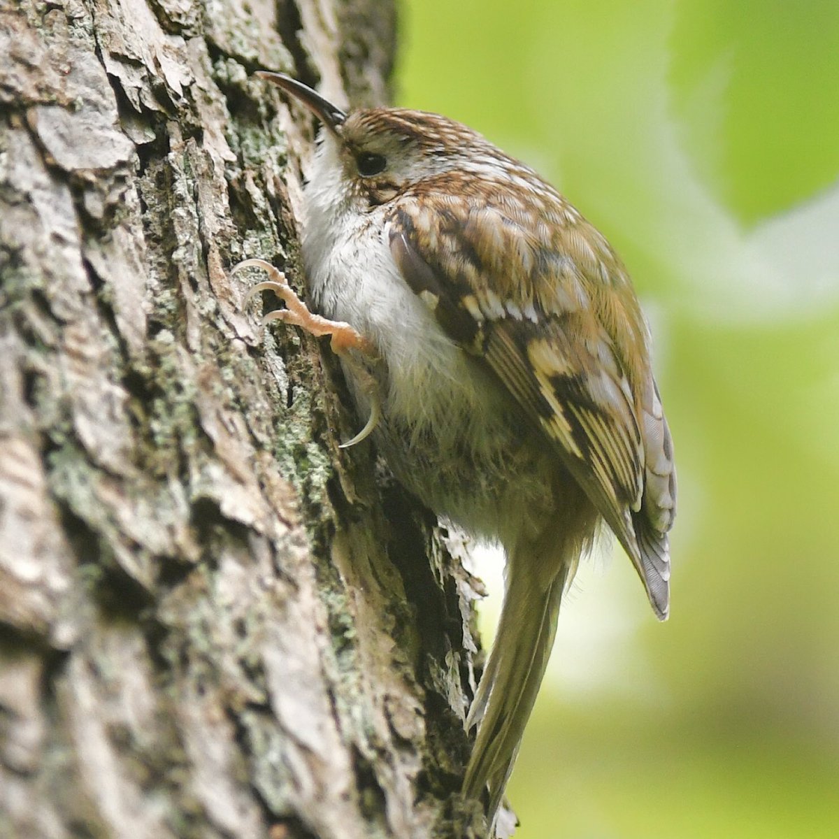 Treecreeper in Dulwich Woods. They also have the very apt nickname’Treemouse’ @WildLondon