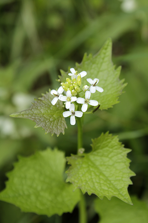 Garlic Mustard, Hedge Garlic, Alliaria petiolata #Wildflowerhour