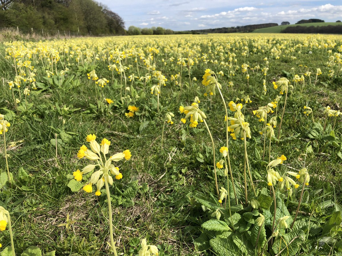 DJHbutterflies's tweet image. Found one! #CowslipChallenge @savebutterflies Magdalen Hill Down nature reserve