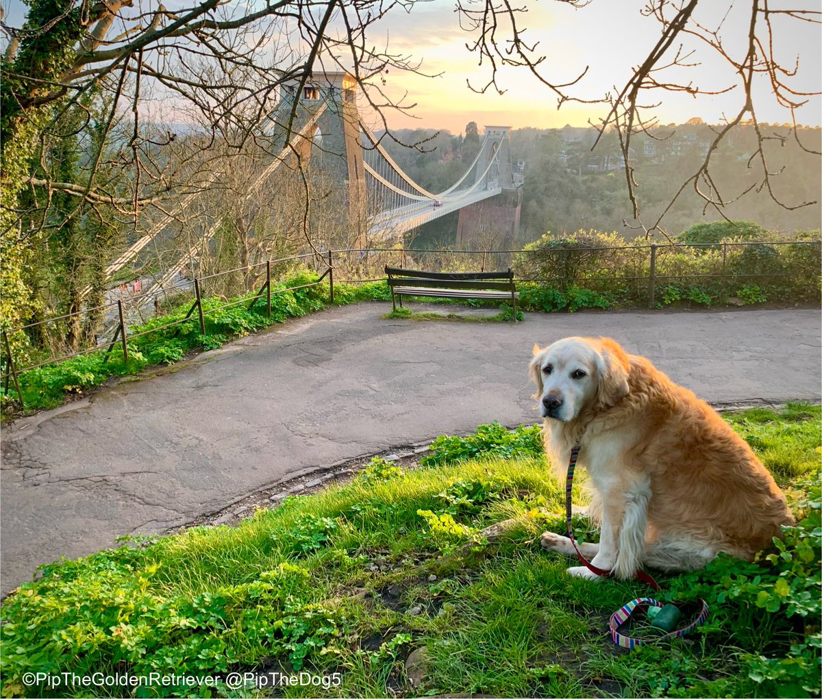 🌳🐶🌤️

Sail on Golden Dog, sail on by… 🎶
Your time has come to shine… 🎶

I’m at the beautiful Clifton Suspension Bridge at sunset.

#DogsOfX #GoldenRetrievers 🐕😀🐾