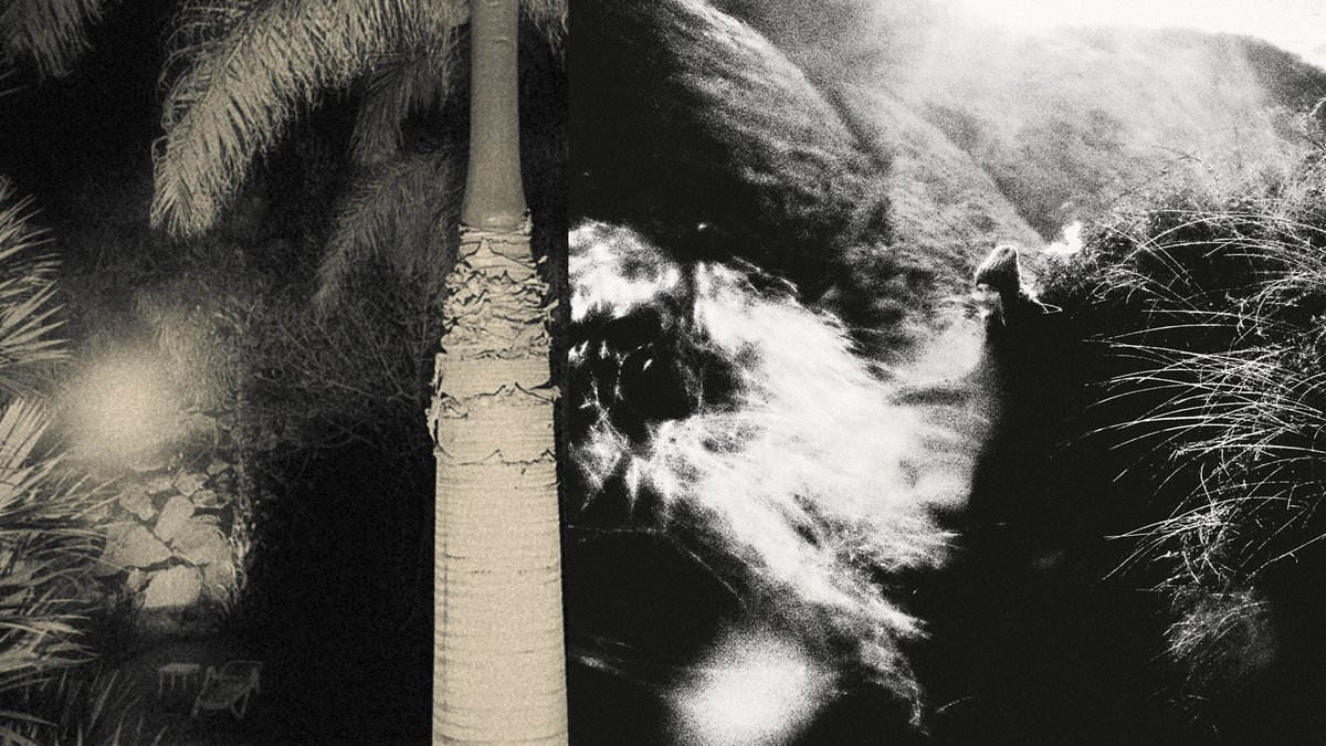 Work in progress
«Hic sunt dracones»
nimtree.be