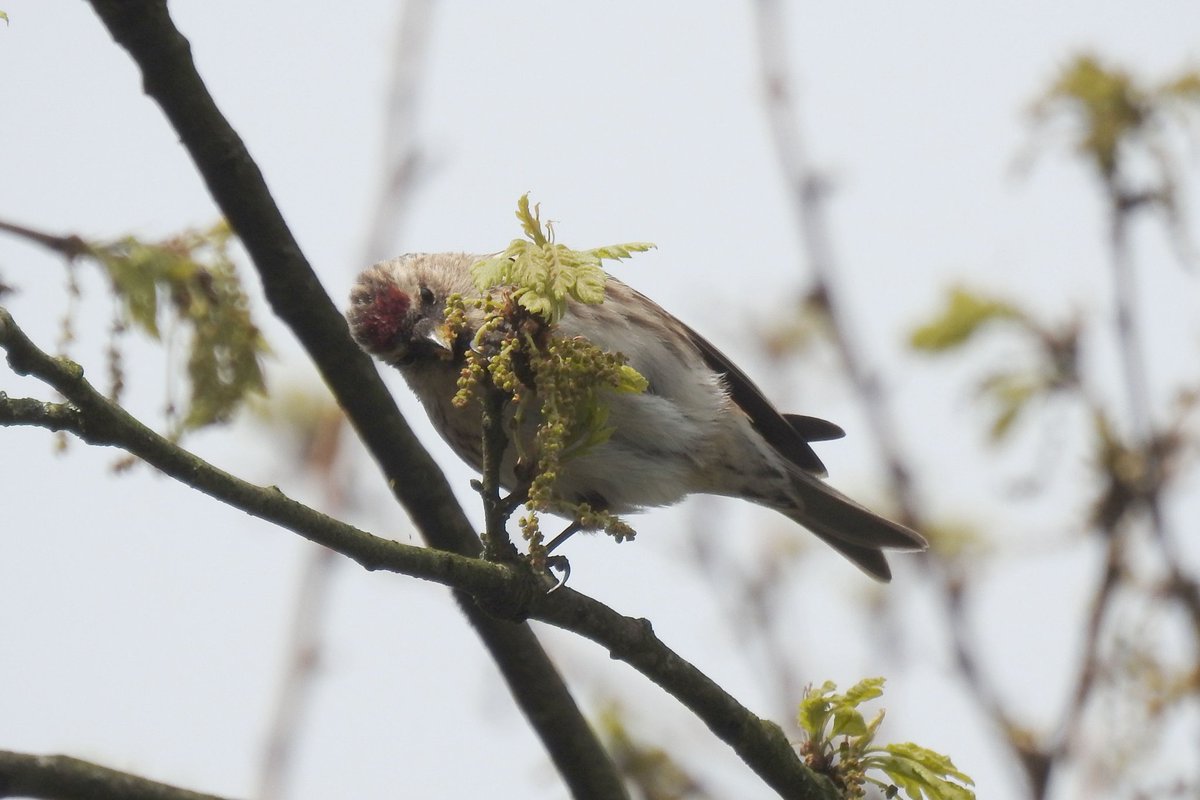 A large flock of Redpoll feeding on oaks in @NTRufford showing how complicated this group is...lots of classic Mealy Redpolls amongst the Lessers and some other bulkier, long-winged, buffish birds with strong wing bars...possibly destined for Iceland or further! @BirdGuides