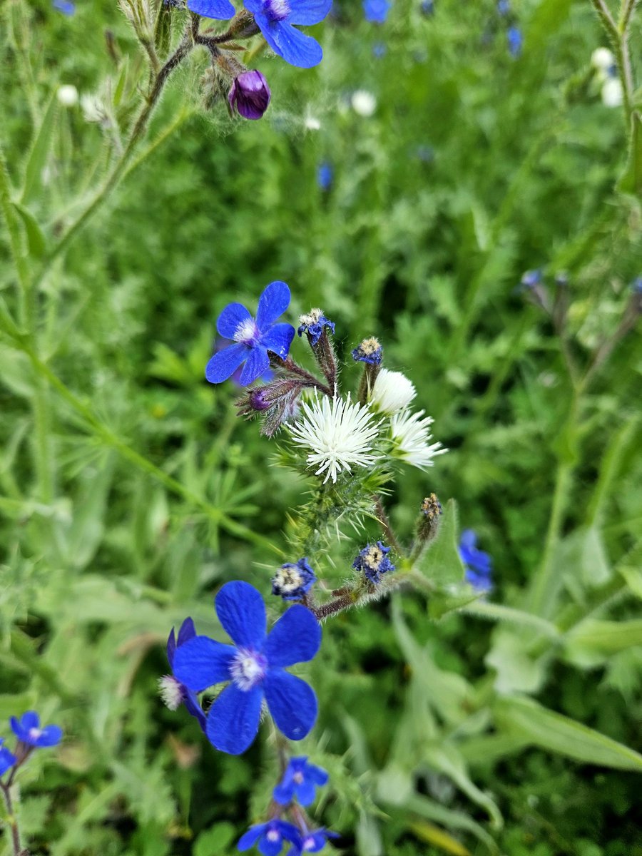 POchruros's tweet photo. Flores 🌼 silvestres 🪻 y salvajes 🌾🌱
#horadaflora #wildflowerhour https://t.co/2nczOzRgpC