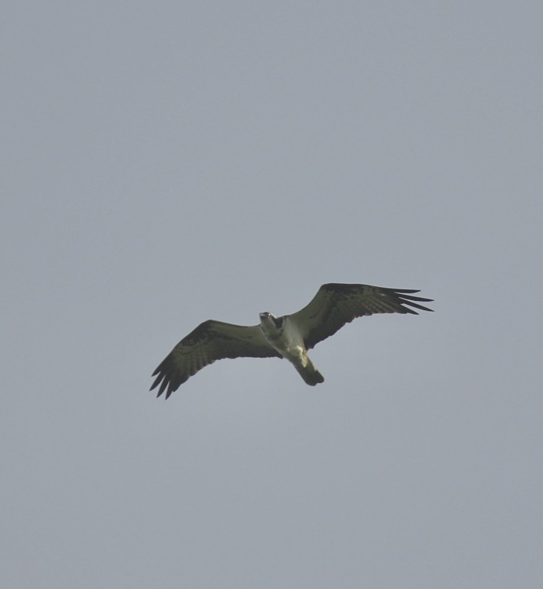 DarrenStarkey66's tweet photo. Osprey as it flew over Menthorpe this afternoon heading north over NDC.  @YorkBirding @LDV_NNR @btoyork https://t.co/5Kl0JHklLx