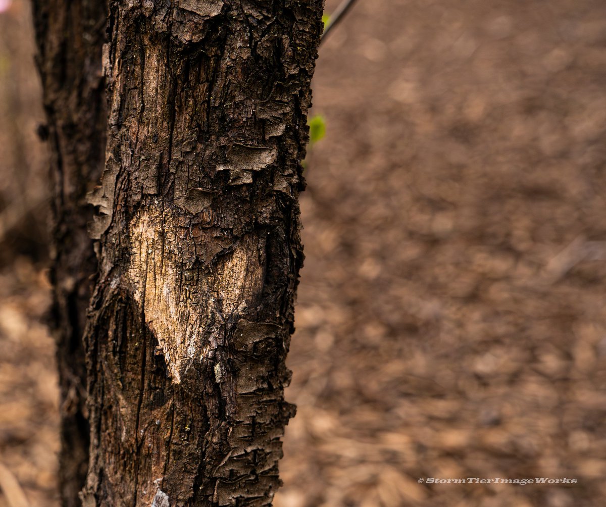 Spread some good vibes and share this pic 😁❤️

🖼 - "Natural Love" - April 2024
📷 - <a href="/StormTierPhotos/">StormTierImageWorks</a> 

#GoodVibes #SunnyDay #NaturePhotography #NatureBeauty #love #NaturalLove #SonyPhotography #GoodOmens #GoodTimes #message #Forest #NatureLover #NatureTherapy