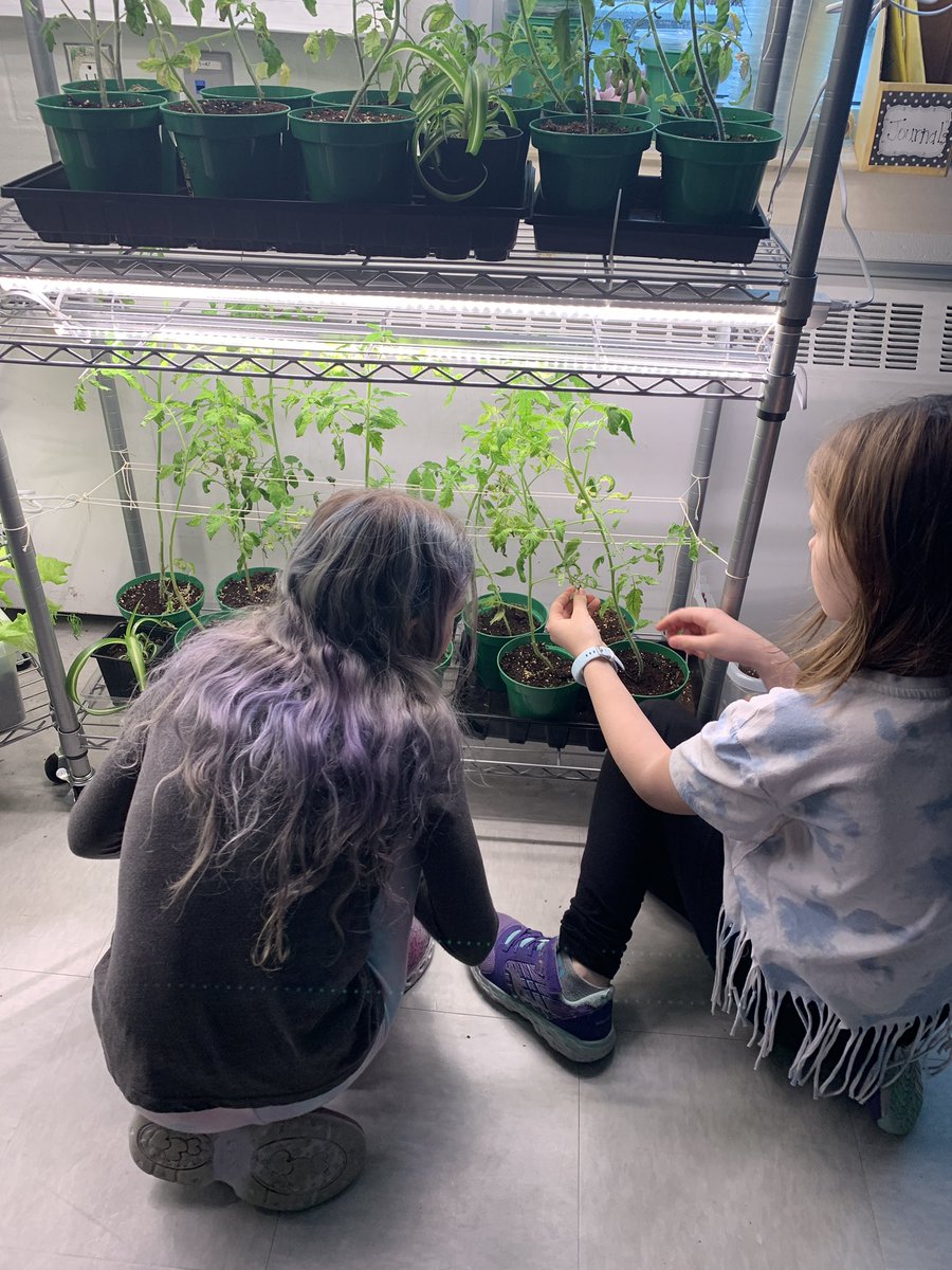 From watering to pollinating to looking for sucker leaves, the students have taken such ownership and care of our little garden! I couldn’t be more proud of them! 🪴🧑🏻‍🌾👩🏻‍🌾 <a href="/AdmiralsAcad_NL/">Admiral’s Academy Navigators 🏳️‍🌈</a>