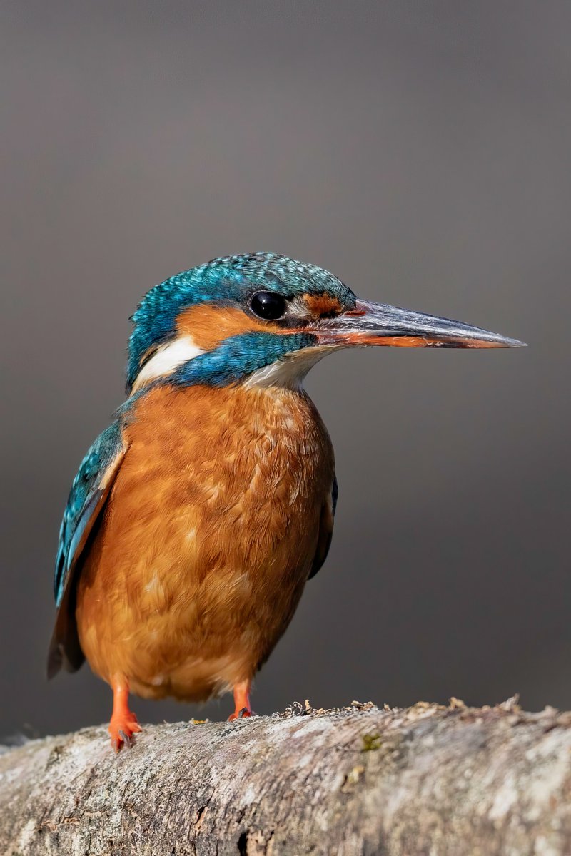 Female kingfisher looking good this morning