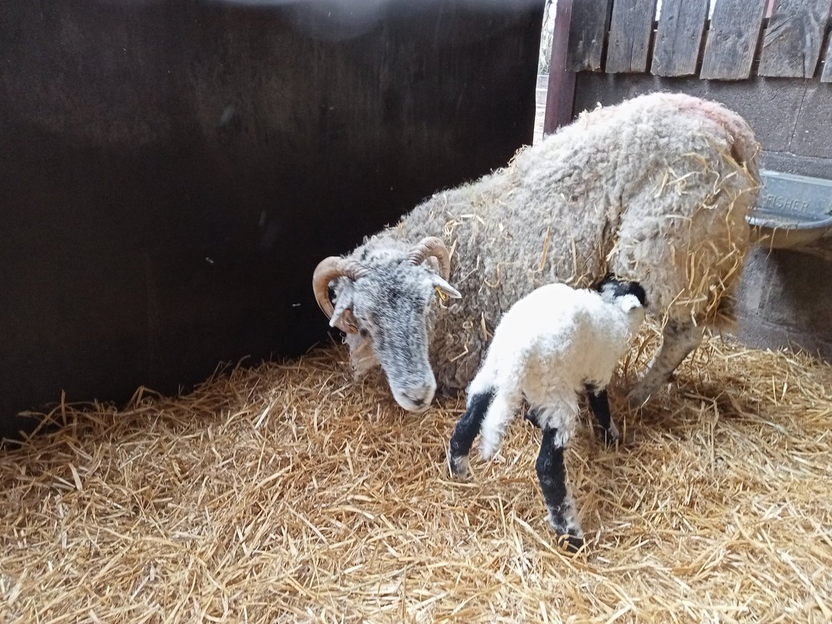 Certainly a Happy Sunday today, our 3 children's old ewe who was Swaledale Champion at our local show in 2014 has lambed for the 9th year. 6 sets of 3, 2 sets of twins and now this just the 1, and a corker too which may be sold for breeding in 18 months🤞
#lambing2024