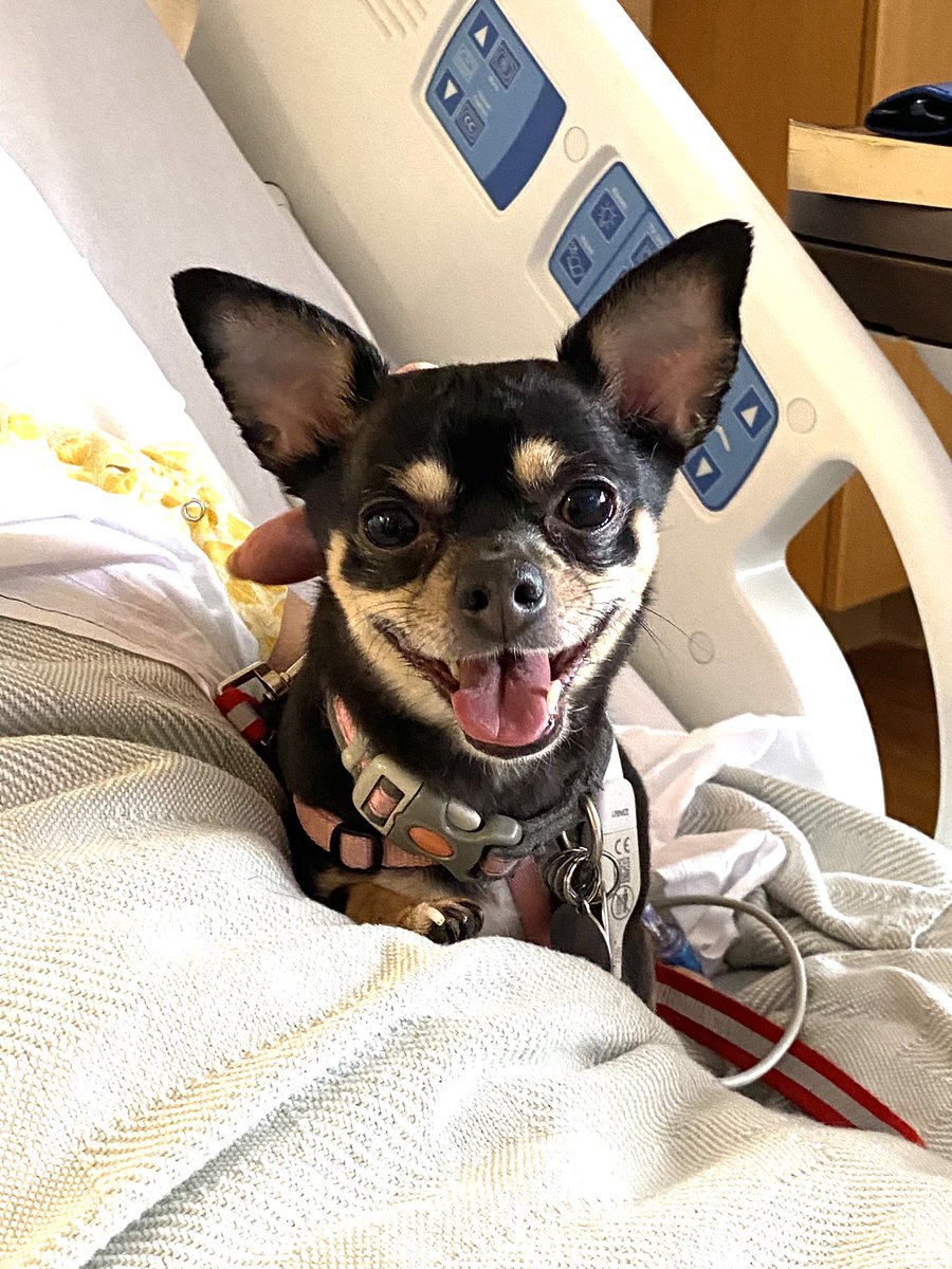 The hospital allowed Zoe to visit our mother today. I’m not sure which one was happier. #Chihuahua