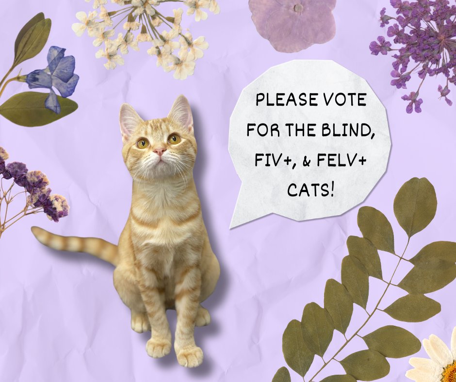 Please consider voting for the blind, fiv, and felv+ cats! You may vote daily to help the kitties! 🌷 The contest is linked here: bit.ly/3Zj6DzE ** If you would like a daily email reminder, please email at blindcat@blindcatrescue.com ** Thank you for helping the cats!!