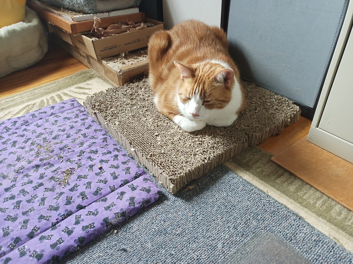 #ZSHQ @catsrule0 @dora_nlk @parham1961 @LBisaillon @bloomNight2 @marisbellamy1 @Vanessaandcats1 @GailCarangelo @MauSupercat @Palmolive_S_Pan @JennyNicholas4 @Lindsayph6 Having a little nap on my scratching pads...dere's catnip in the cloth bed too.🌿🌱☘️ Have a good day all. 😍