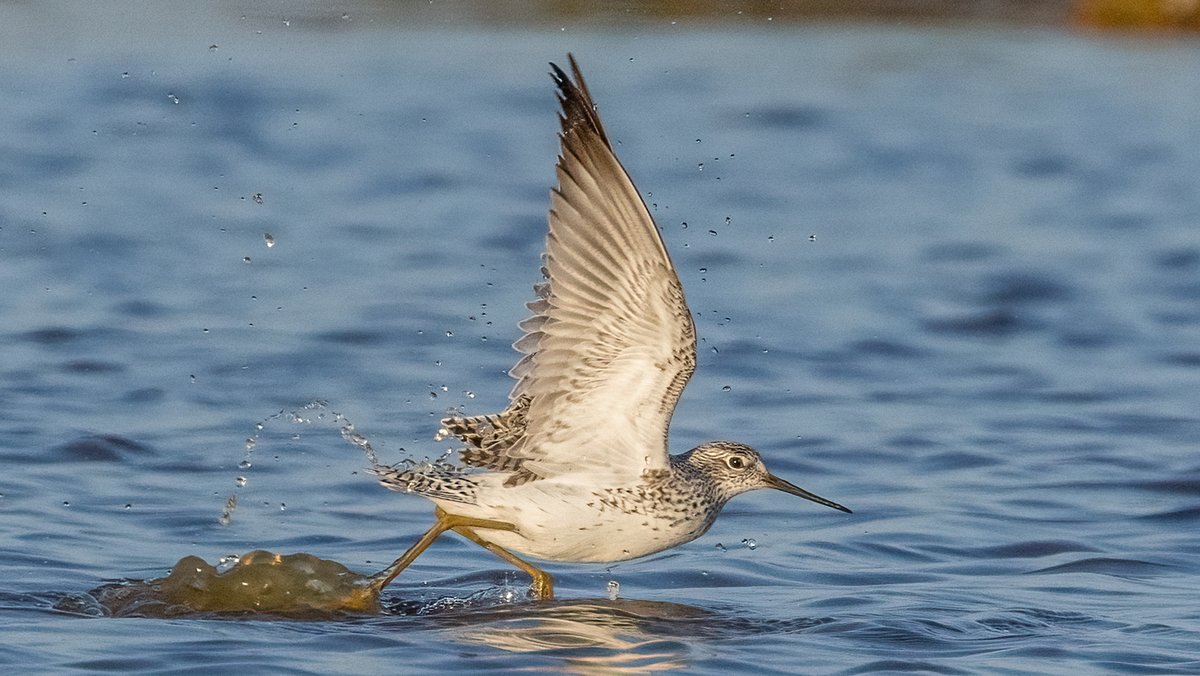 Marsh Sandpiper take off on Normandy Marsh. @HOSbirding @HantsIWWildlife @LymKeyRanger @BirdGuides @RareBirdAlertUK