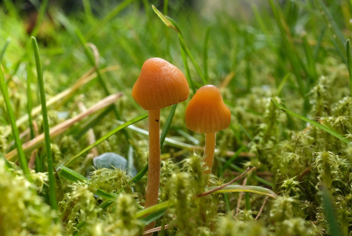 The lawn is now mostly damp and mossy - which is good for these little #fungi