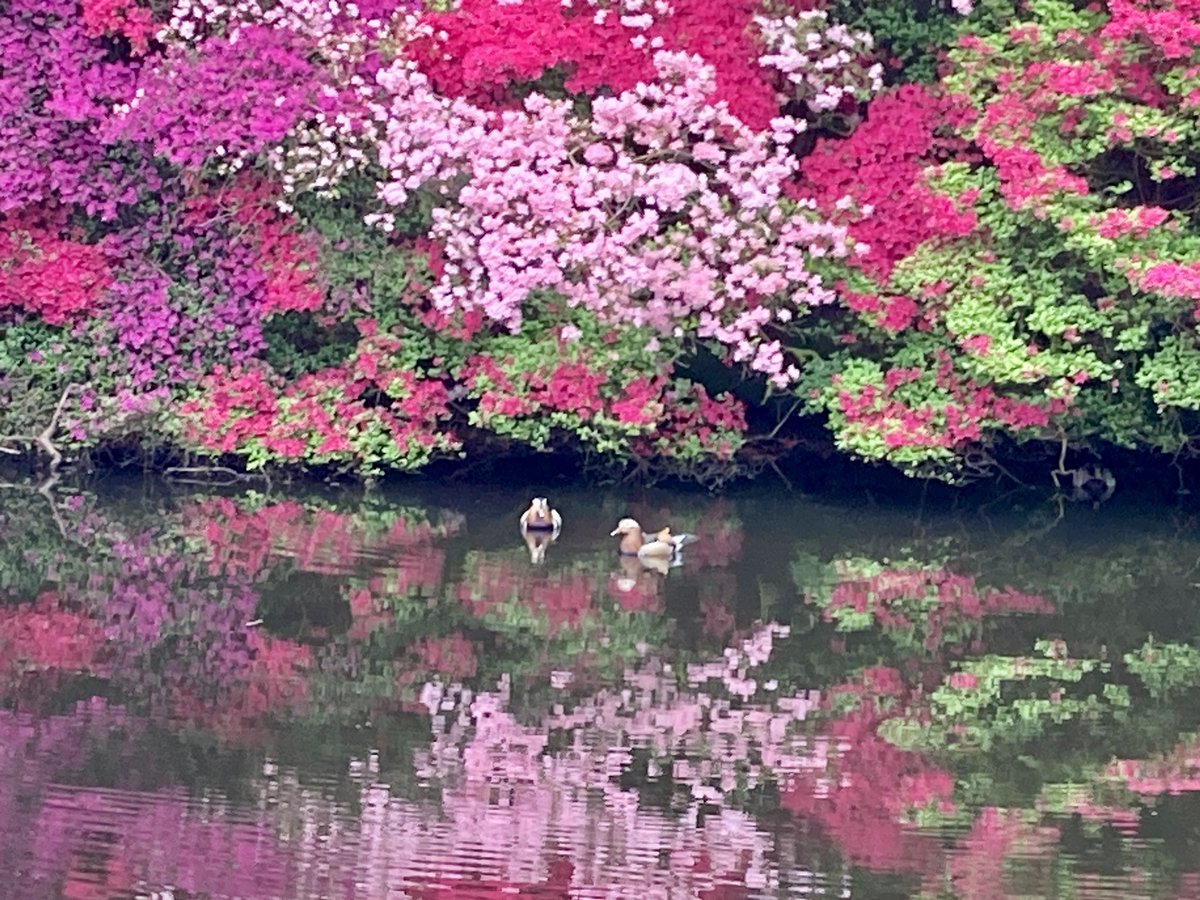 For a few short weeks, Isabella plantation in Richmond Park comes alive with colour. It’s absolutely magical 🌺🌸🌺