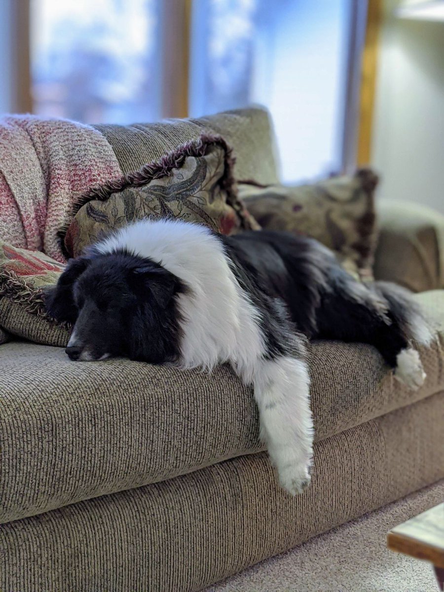 My dog Wilson is mastering the art of 'pawsing' for the weekend like a pro. #DoNotDisturb #LivingTheDream #CouchPotatoWilson 🐾😴