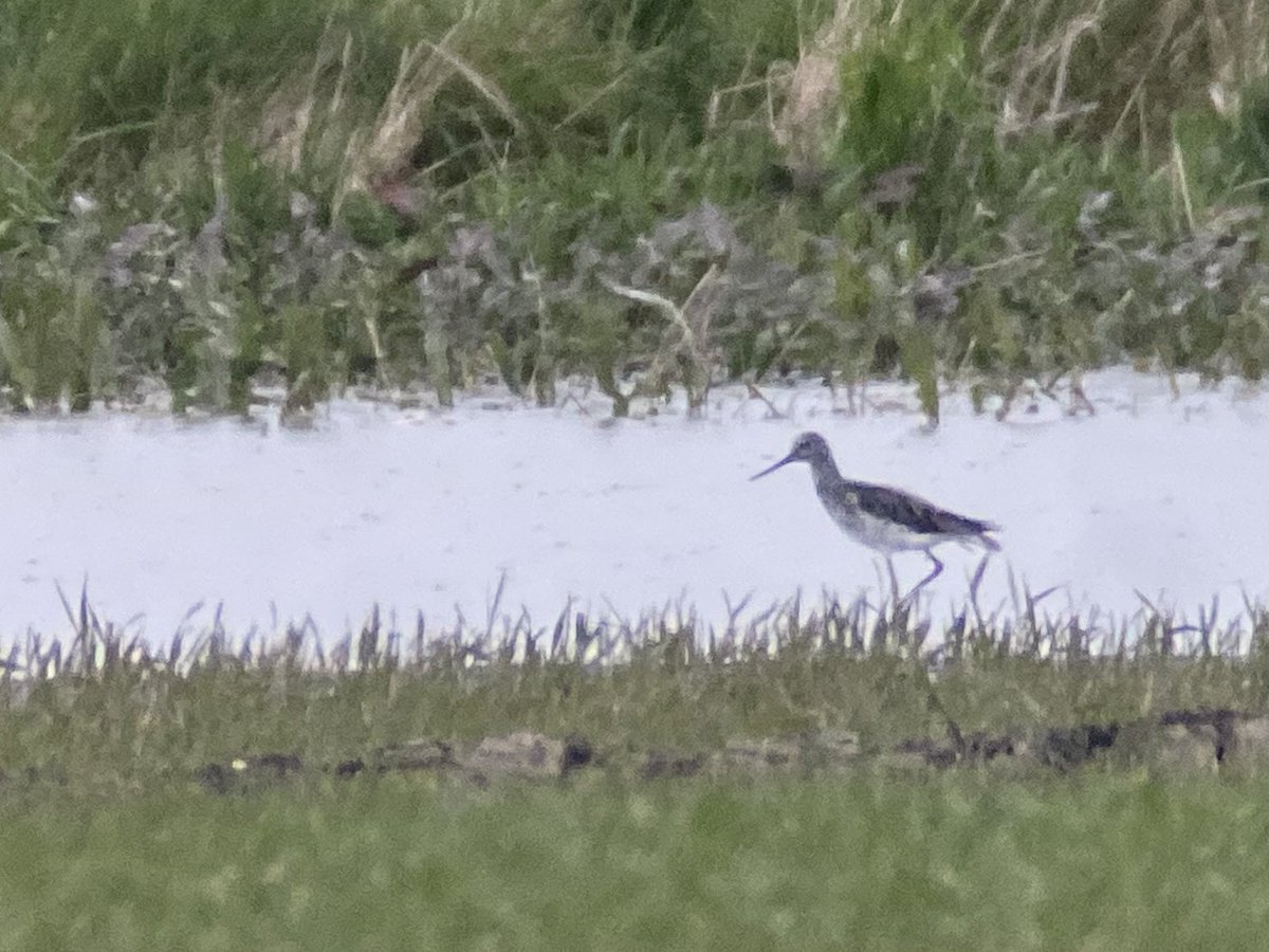 The biblical levels of rainfall we’ve had so far this year have created some good looking flashes in North Tyneside, and a routine check came up trumps in the rain this evening with a Greenshank at Backworth.