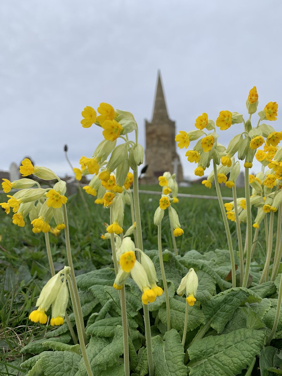 jaq421's tweet image. Bit late for #cowslipchallenge but these are  in The church yard  at St Germains x #wildflowerhour