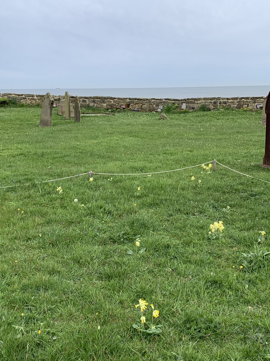 jaq421's tweet image. Bit late for #cowslipchallenge but these are  in The church yard  at St Germains x #wildflowerhour