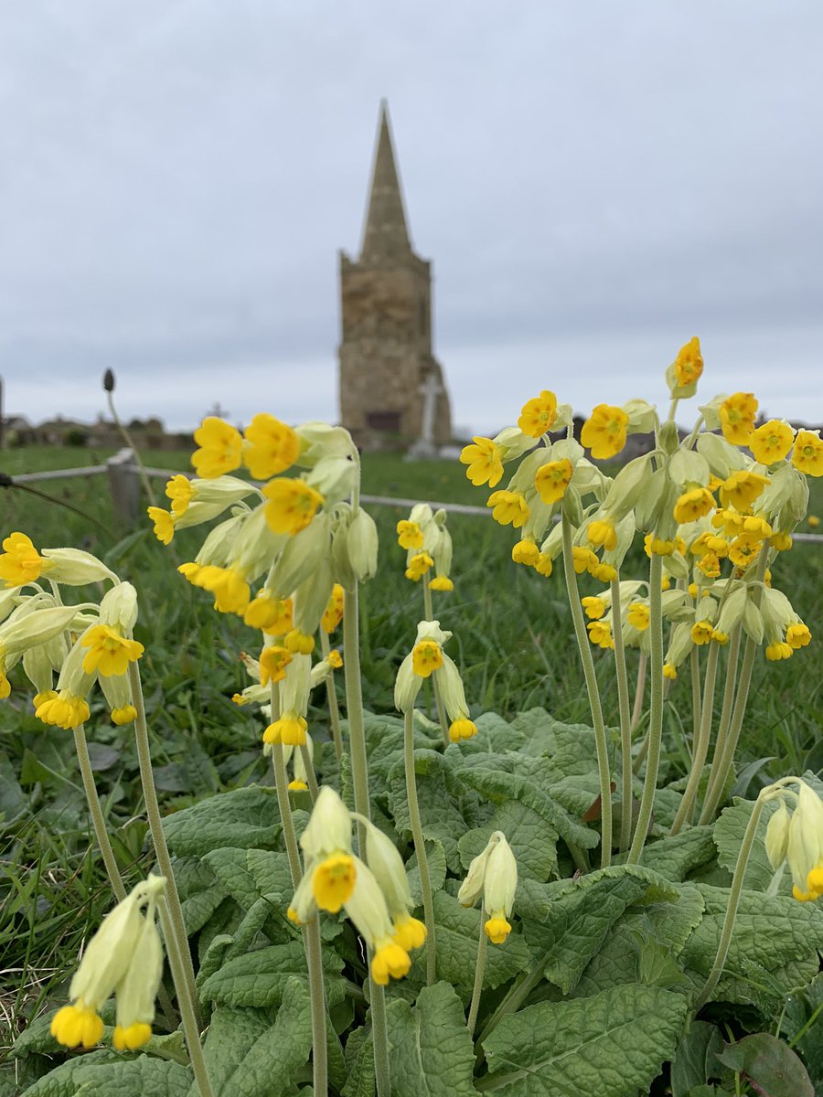 jaq421's tweet image. Bit late for #cowslipchallenge but these are  in The church yard  at St Germains x #wildflowerhour