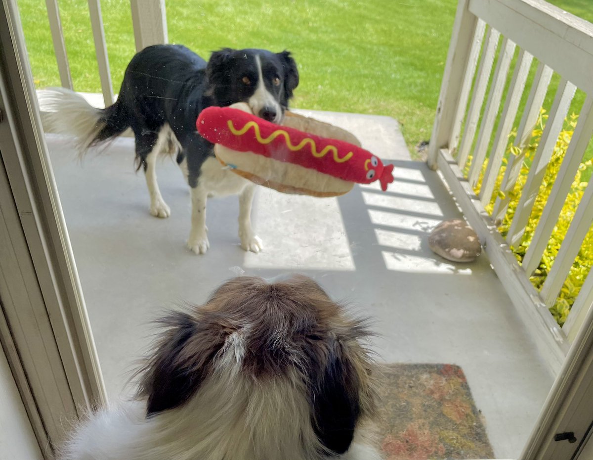 When the doorbell rang I thought it was Door Dash bringing me a hamburger. But it was Door Nash bringing me a hotdog. 🌭 😂 #bordercollie #dogsofx #dogsoftwitter