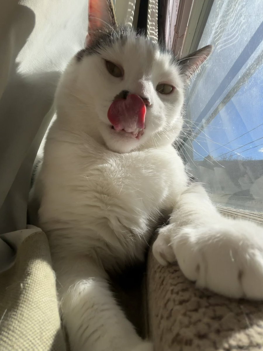 <a href="/shigeokags75/">Mob (ageswap)</a> cat :)