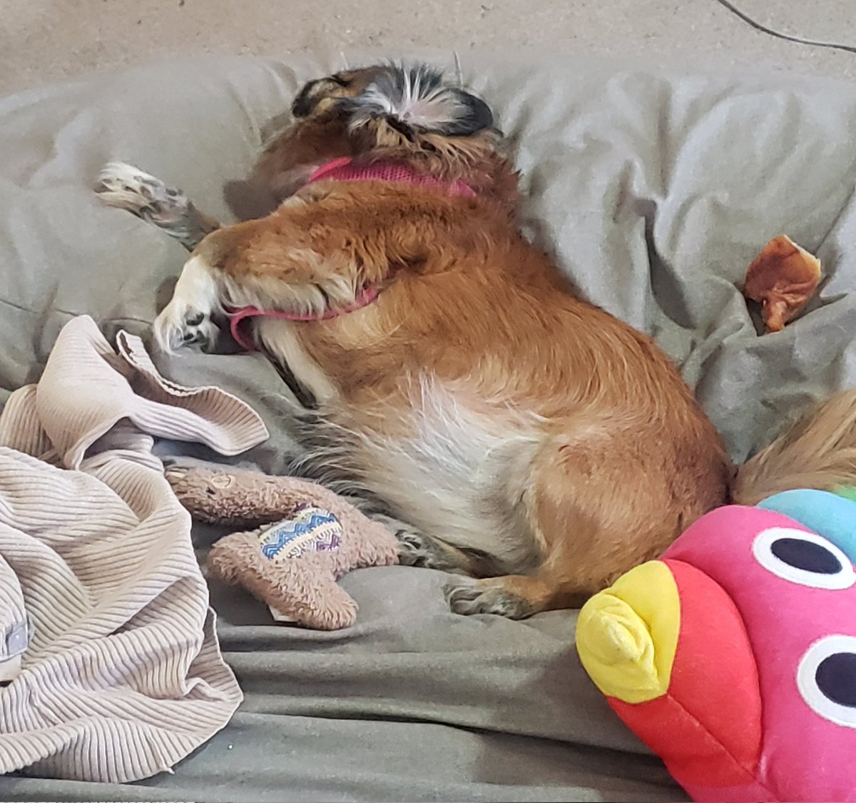dispecta's tweet photo. The regal pekingese rears up in her sleep.  #petsoftwitter #dogsoftwitter #pekingese #letsleepingdogslie https://t.co/NJyidGMrrm