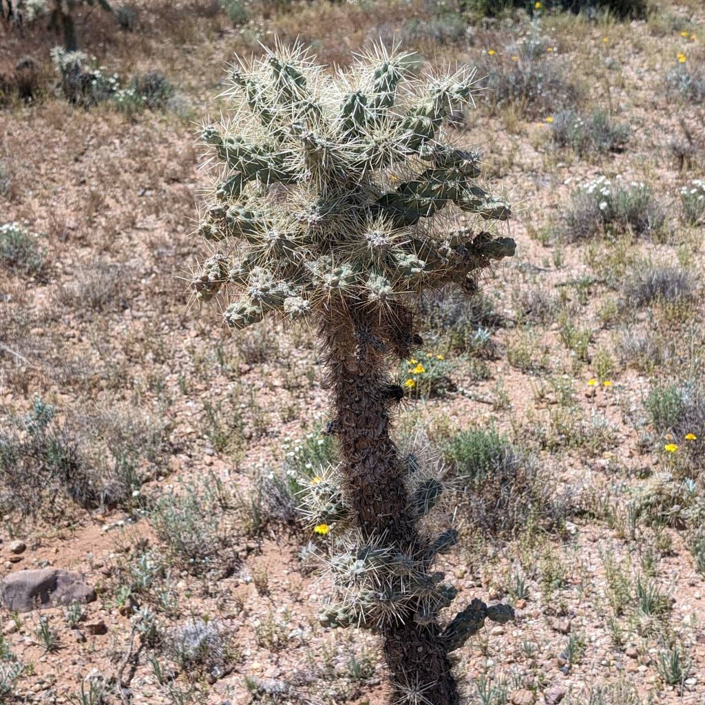 grunner01's tweet image. Morning walk-run, actually more walking than running. Still fighting this cold bug, just a sore throat and body aches are left. #walkrun #trailsaretherapy #coldbug #getbetter #stayfit #trailwalk #GooglePixel8Pro