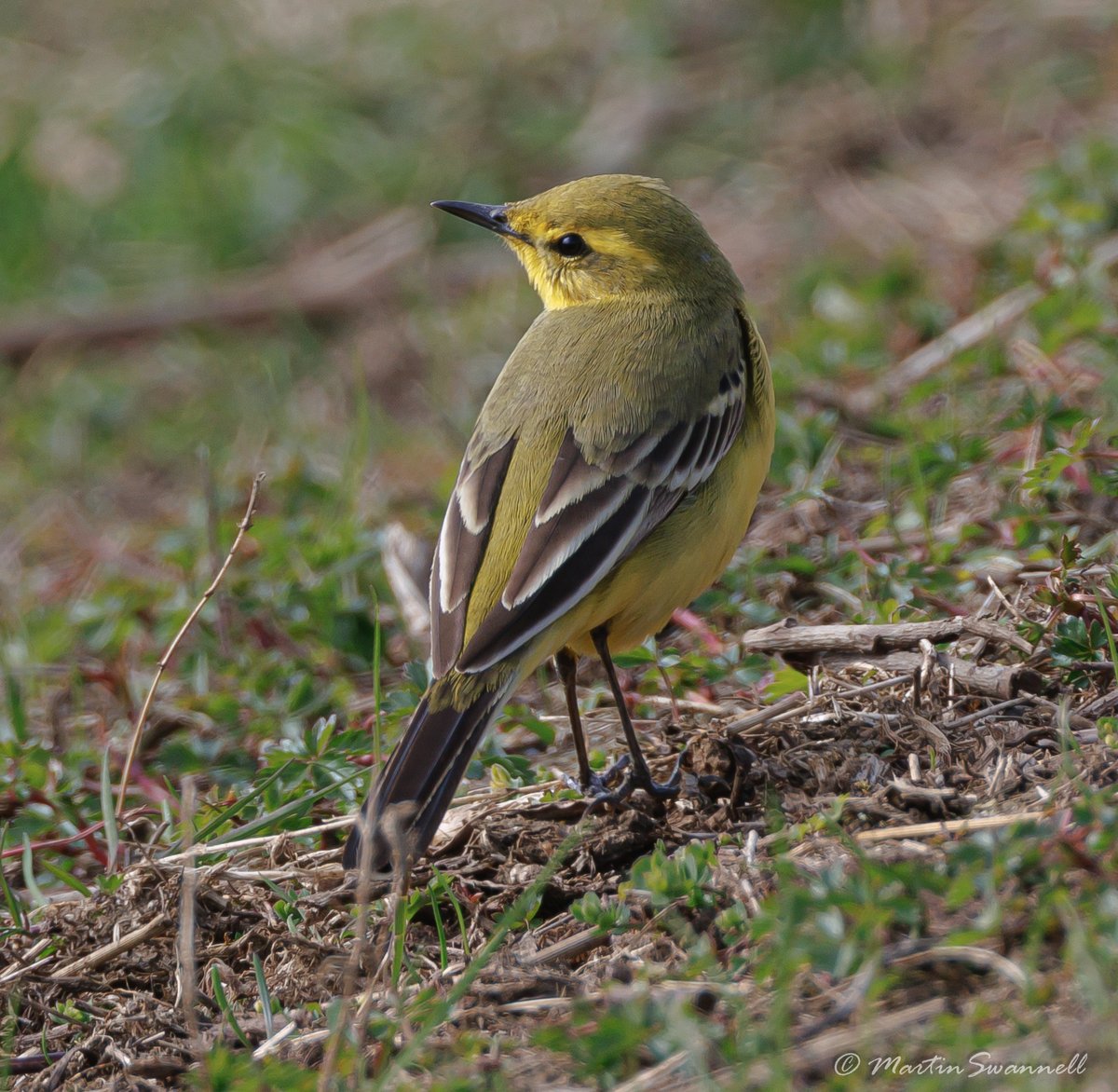 Martin Swannell (@alanthetortoise) on Twitter photo Yellow Wagtail #Northantsbirds one of the 6 birds that Ella and I saw at Clifford Hill this afternoon.
<a href="/barbeldave/">David Smith</a> @jcbirder <a href="/bonxie/">Mike Alibone</a> Yellow Wagtail #Northantsbirds one of the 6 birds that Ella and I saw at Clifford Hill this afternoon.
<a href="/barbeldave/">David Smith</a> @jcbirder <a href="/bonxie/">Mike Alibone</a>