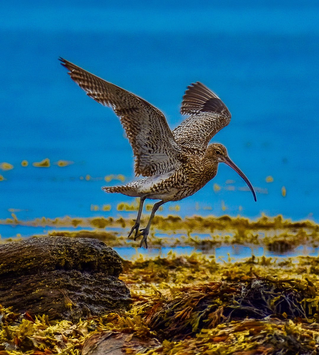 World Curlew Day (April 21) raises the awareness of all species of curlew worldwide. #WorldCurlewDay #nature #NaturePhotography #StMarysLighthouse #tynemouth #birds #BirdsOfTwitter #curlew #nikon #nikonphotography @UKNikon