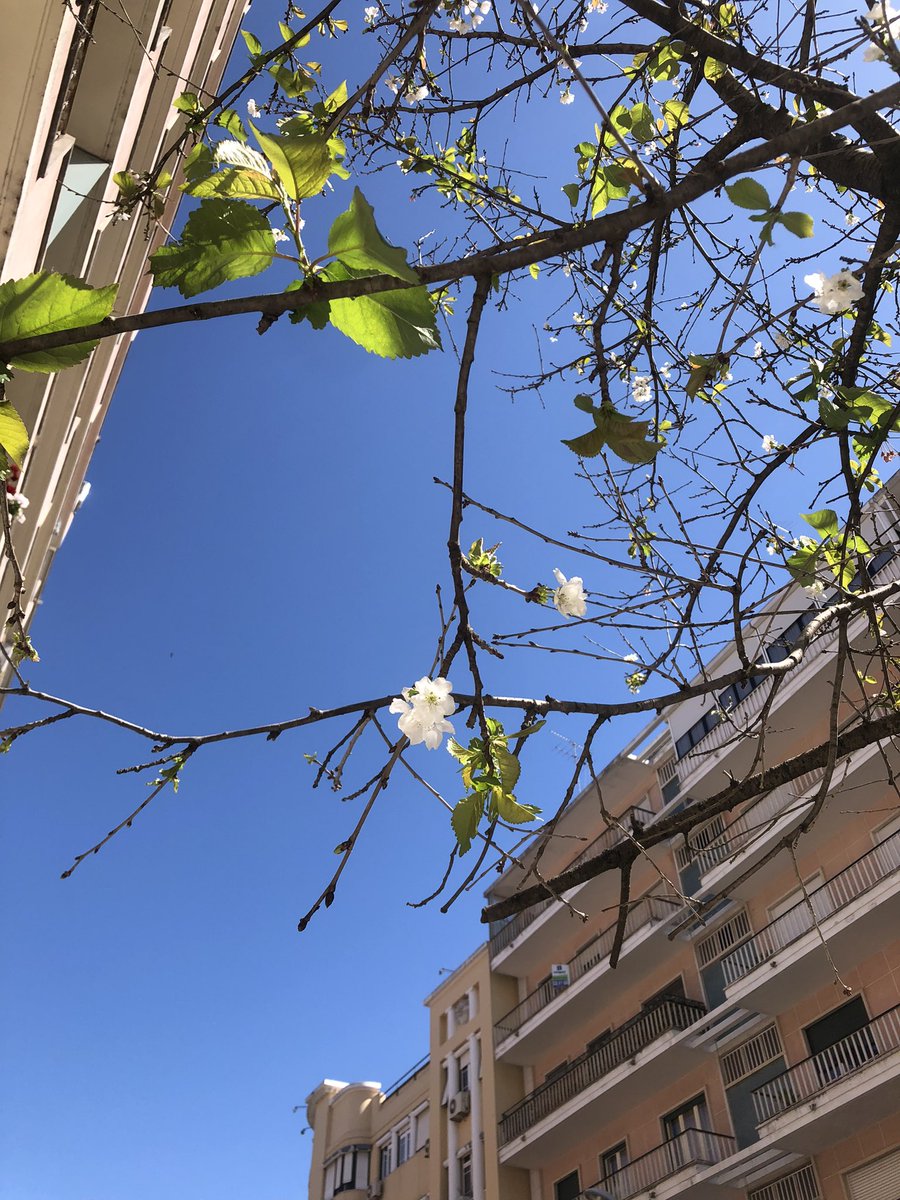 primavera, leon e piquiniquisss