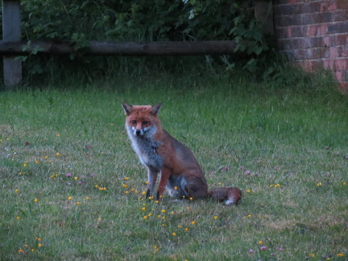 Just chilling 
#FoxOfTheDay