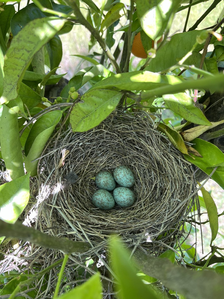 ecocitricos's tweet photo. Primavera de biodiversidad y cultivo agroecológico en el valle del Guadalhorce #AlhaurinelGrande #Málaga @Malagamasviva https://t.co/5RrcRp31x2