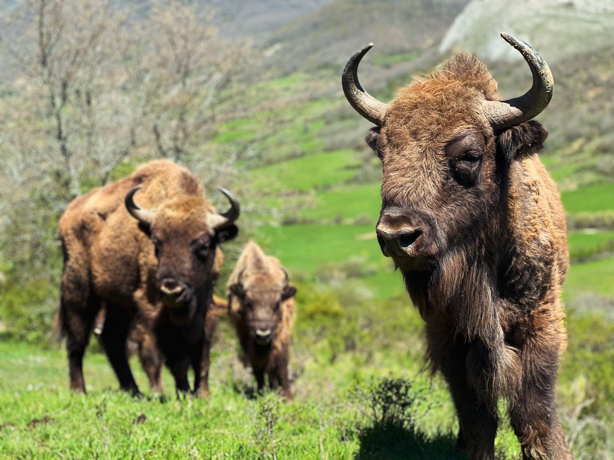 Los hijos de Ciprés! San Cebrián de Mudá ( Palencia) <a href="/CommitteeWorld/">international committee world biological corridor</a> <a href="/Pomilska/">Jesus Gonzalez Ruiz</a> <a href="/PalenciaTurismo/">Palencia Turismo</a> <a href="/FBiodiversidad/">Fundación Biodiversidad</a> <a href="/CyLEsVida/">Turismo Castilla y León</a> #montañapalentina #sancebriandemudá