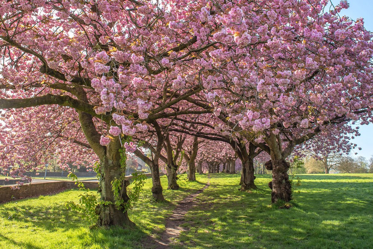 The cherry tree avenue at Cliffe Castle, Keighley, beautiful as ever again this year.