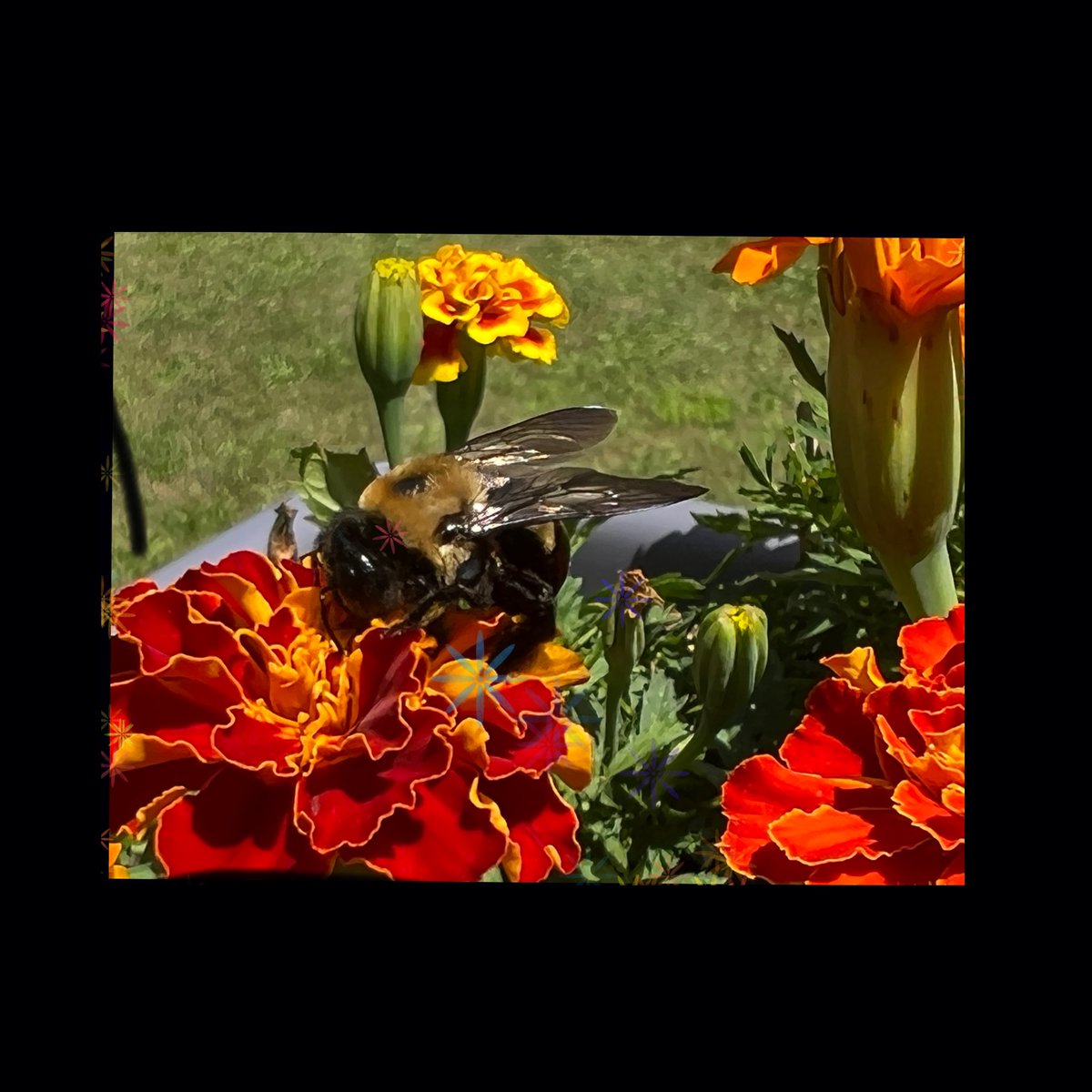 summerzagain38's tweet photo. #WeekP
#AlphabetChallenge
POLLINATION π https://t.co/mu5Yhdxbjx