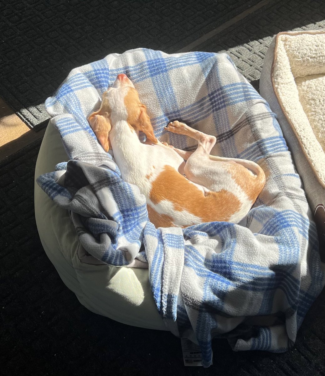 Sunday sun puddle nap 💤 
#heckcancer #livingmybestlife #pocketbeagle #lemonbeagle #beagle #dogsofx #dogsoftwitter