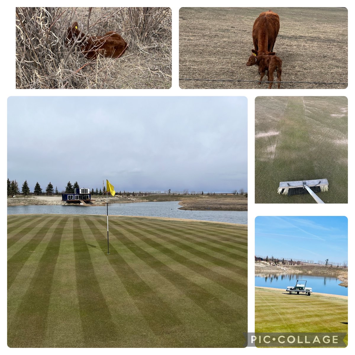 I was concerned with desiccation due to the turf being cleared because of ice or fully exposed for most of the winter. A hand brush, some fert, a mow and Champs green is ready for play. Had to help this new calf find his way back into the pasture where his mom was waiting.