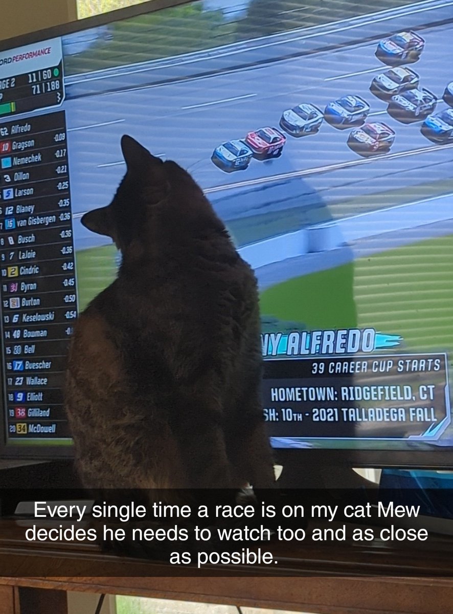 TTVGrabsomepine's tweet photo. My cat can't get enough racing just like me! Lol @NASCAR @NASCARONFOX #nascar #Talladega https://t.co/e7ImjnSxD6