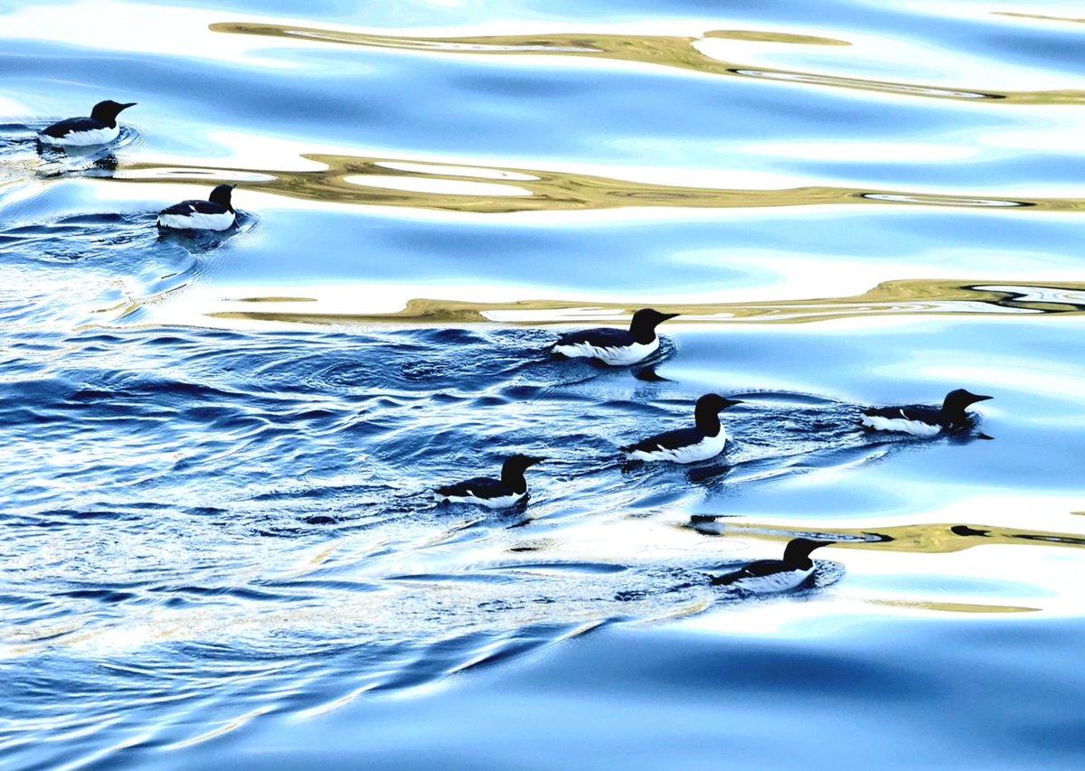 Guillemots off Rathlin Island (NI) tonight.