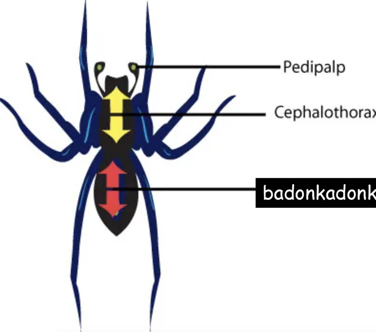 important thing to know about spiders