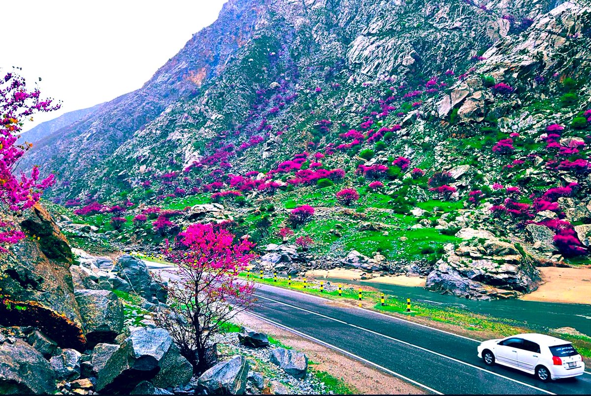 Arghawan flowers in Baharak of Badakhshan province.

Mesmerizing!
