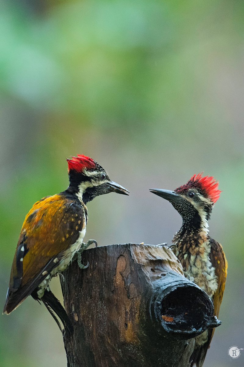 Happy Earth day!

Black-rumped Flameback 

#EarthDay2024 #EarthDay24 #birdphotography  #rathikaramasamy #blackrumpedflamback #EarthDayEveryDay