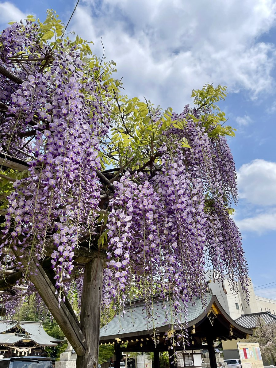 こんにちは😃
福島市の稲荷神社境内では、早くも藤棚が咲いていますね♪
#空ネット
#福島稲荷神社
#藤棚