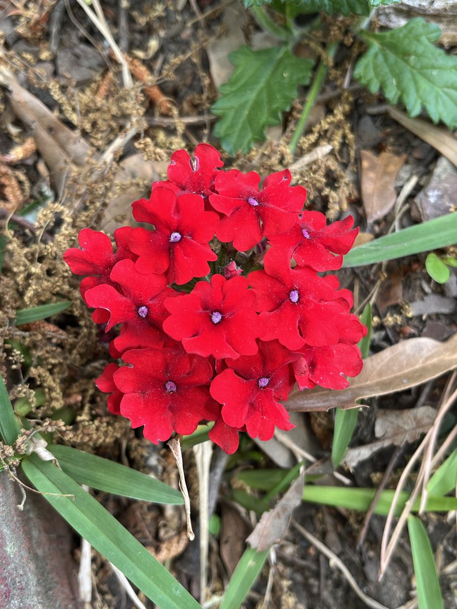 Trisha Powell Crain tweet media